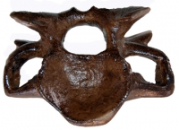 Edmontosaurus, cervical vertebra