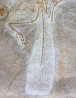 Archaeopteryx London Specimen