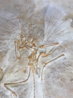 Archaeopteryx London Specimen