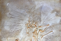 Archaeopteryx London Specimen