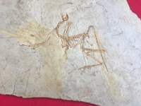 Archaeopteryx lithographicia , the Munich Specimen