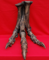 Tyrannosaurus rex complete foot