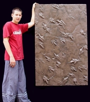 Grallator Dinosaur Track