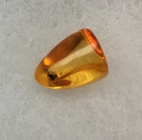 Spider In Baltic Amber, 40 Million Years Old