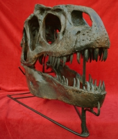 Allosaurus skull with Detached Lower Jaw & Stand