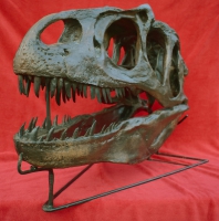 Allosaurus skull with Detached Lower Jaw & Stand