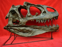 Allosaurus skull with Detached Lower Jaw & Stand