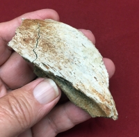 Authentic Hadrosaur Dinosaur Fossil Bone