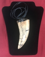 5.5 Inch Tyrannosaurus rex Tooth necklace pendant