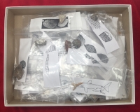 100 Specimen Fossil Collection, Identified & Authentic