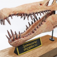 Spinosaurus aegyptiacus, Skull 1/7 Scale 3D Printed, Replica