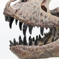 Tyrannosaurus rex, Skull 1/8 Scale 3D Printed, Replica