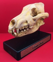 Dire Wolf, Canis dirus, Skull 2/3 Scale 3D Printed, Replica