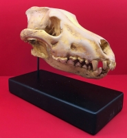 Dire Wolf, Canis dirus, Skull 2/3 Scale 3D Printed, Replica