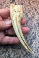 Struthiomimus Hand Claw