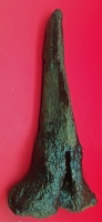 Diplodocus dinosaur vertebra Chevron