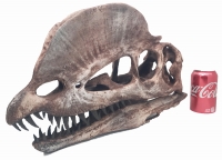 Dilophosaurus 3D printed adult skull