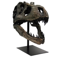 Tyrannosaurus rex, skull model 1/3 scale