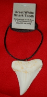 Carcharodon carcharias (Great White Shark) Tooth Pendant Replica