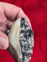 Juvenile Megalodon (Otodus megalodon) tooth 2 5/8 Inches