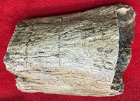 Tyrannosaurus rex Bite Marks on Edmontosaurus Tibia