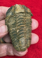 Calymene Trilobite (sample) In Acrylic Display Case