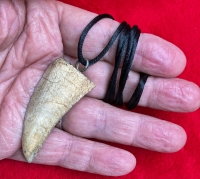 2 3/8 Inch Tyrannosaurus rex Serrated Tooth Necklace Pendant