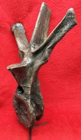 Triceratops, dorsal vertebra with stand