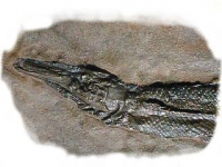 Lepisosteus strausi , Messel garpike fish