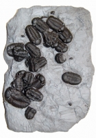 Phacops rana, Trilobite Mass Mortality Plate