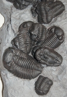 Phacops rana, Trilobite Mass Mortality Plate