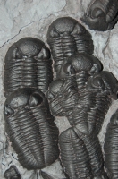 Phacops rana, Trilobite Mass Mortality Plate