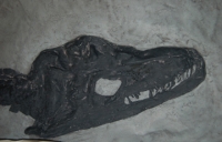 Plesiosaurus macrocephalus, juvenile Found by Mary Anning