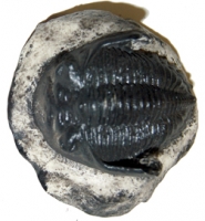 Metacantina barrandea, trilobite