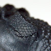 Metacantina barrandea, trilobite