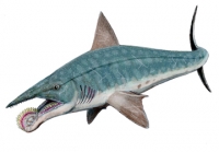 Helicoprion, whorl-tooth shark