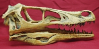 Velociraptor Skull, life size sculpture, Cretaceous