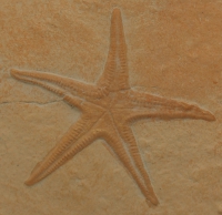 Starfish (Class Asteroidea)