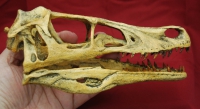 Velociraptor Skull, life size sculpture, Cretaceous