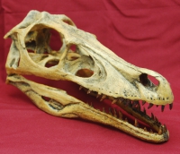 Velociraptor Skull, life size sculpture, Cretaceous