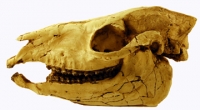 Mesohippus, skull (an early horse)