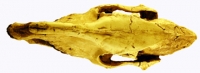 Mesohippus, skull (an early horse)