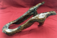 Maiasaura, Juvenile Lower Jaws