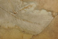 Archaeopteryx lithographica, first bird