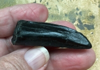 Serrated Albertosaurus tooth, dinosaur