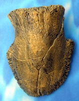 Edmontosaurus, toe ungual phalanx toe