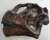 Camarasaurus, Juvenile Skull