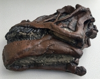 Camarasaurus, Juvenile Skull