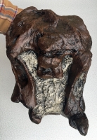 Camarasaurus, Juvenile Skull