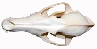 Canis latrans, coyote skull NEW LOWER PRICE